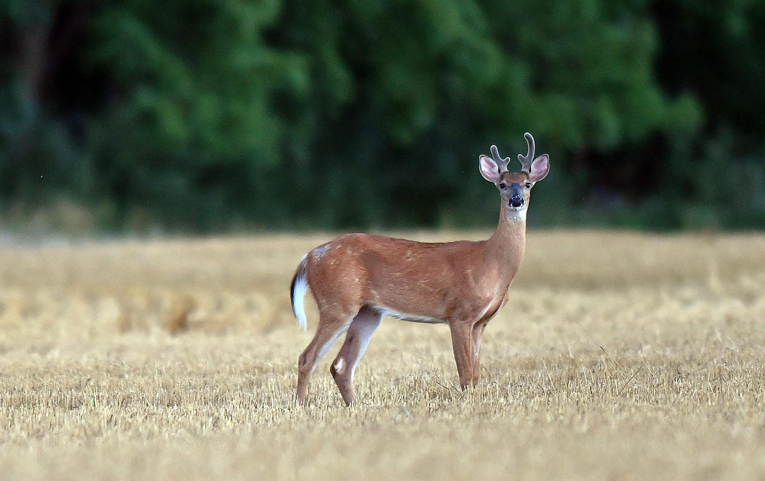 what does a doe look like